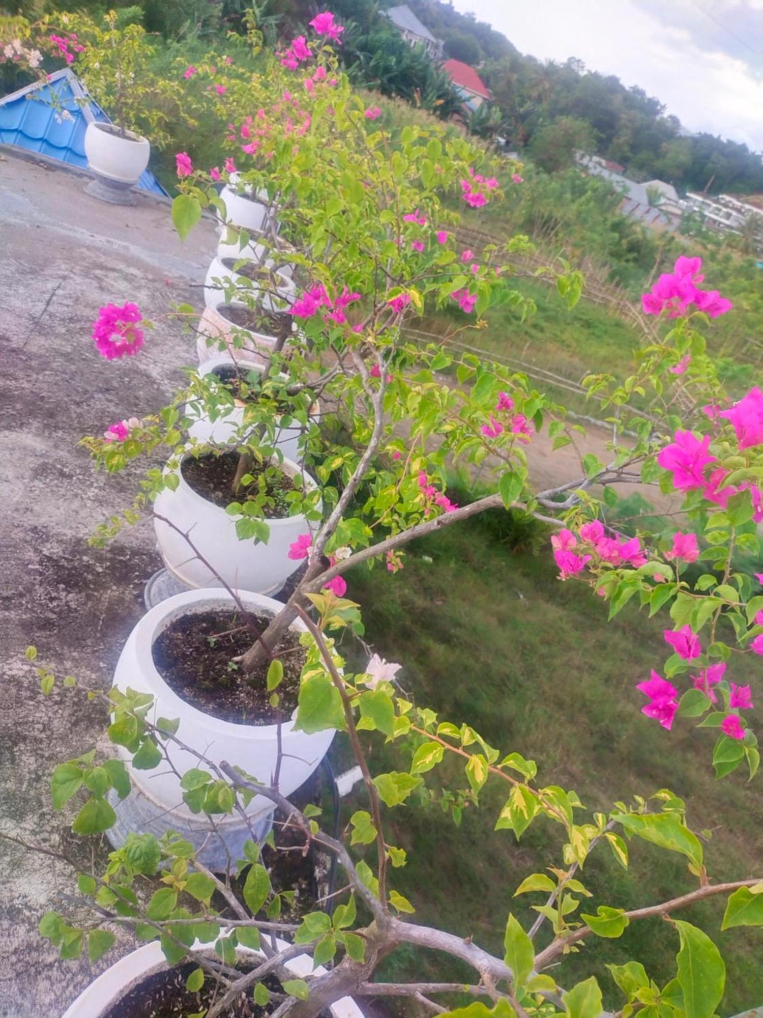 Homestay La Geiro